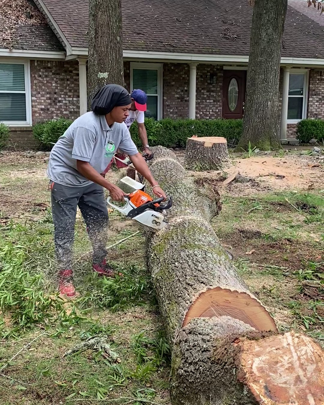 An All About Trees crew member cutting a large felled trunk into rounds with a chainsaw