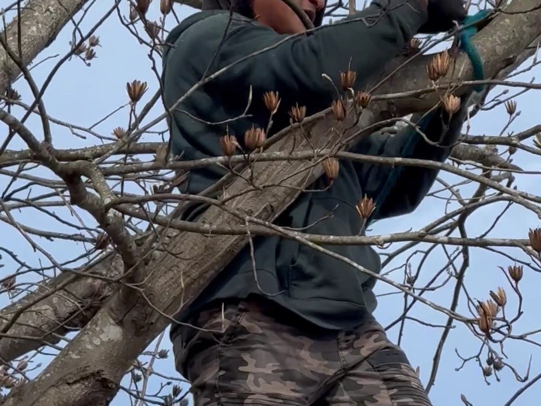 An All About Trees climber roped in and cutting limbs back in the canopy