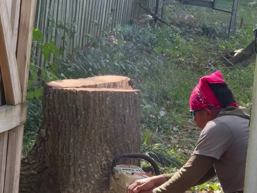 An All About Trees crew member cutting a large stump down close to the ground