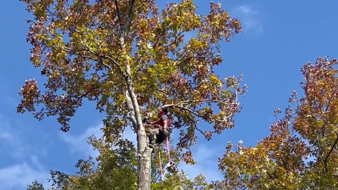 An All About Trees climber working high in an oak in full autumn colour