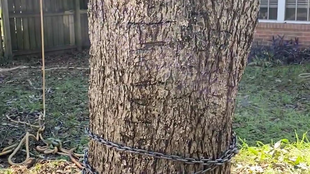 A large trunk rigged with rope ready to be taken down in sections beside a house