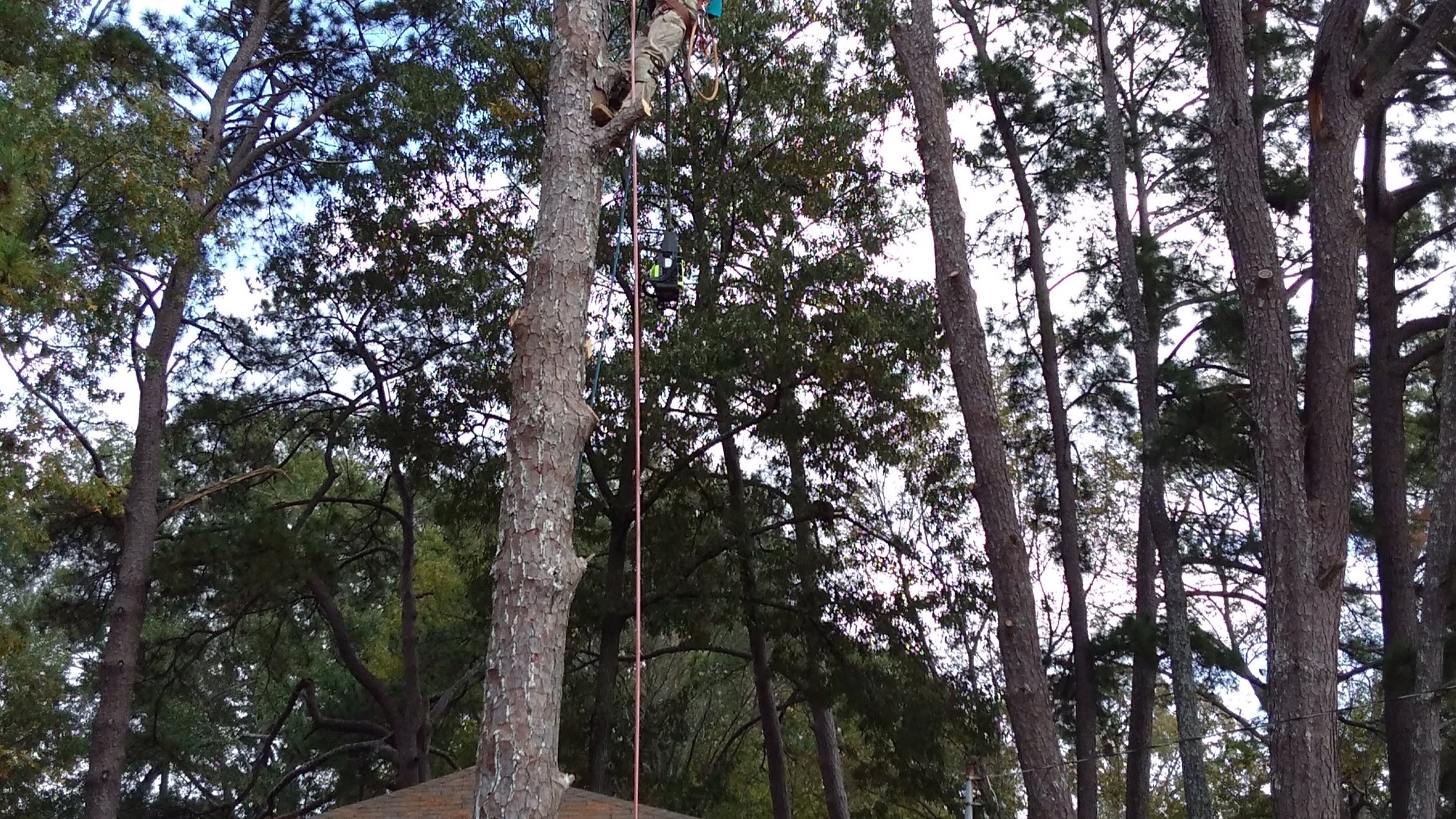 An All About Trees climber roped high in a tall pine, working it down over a rooftop