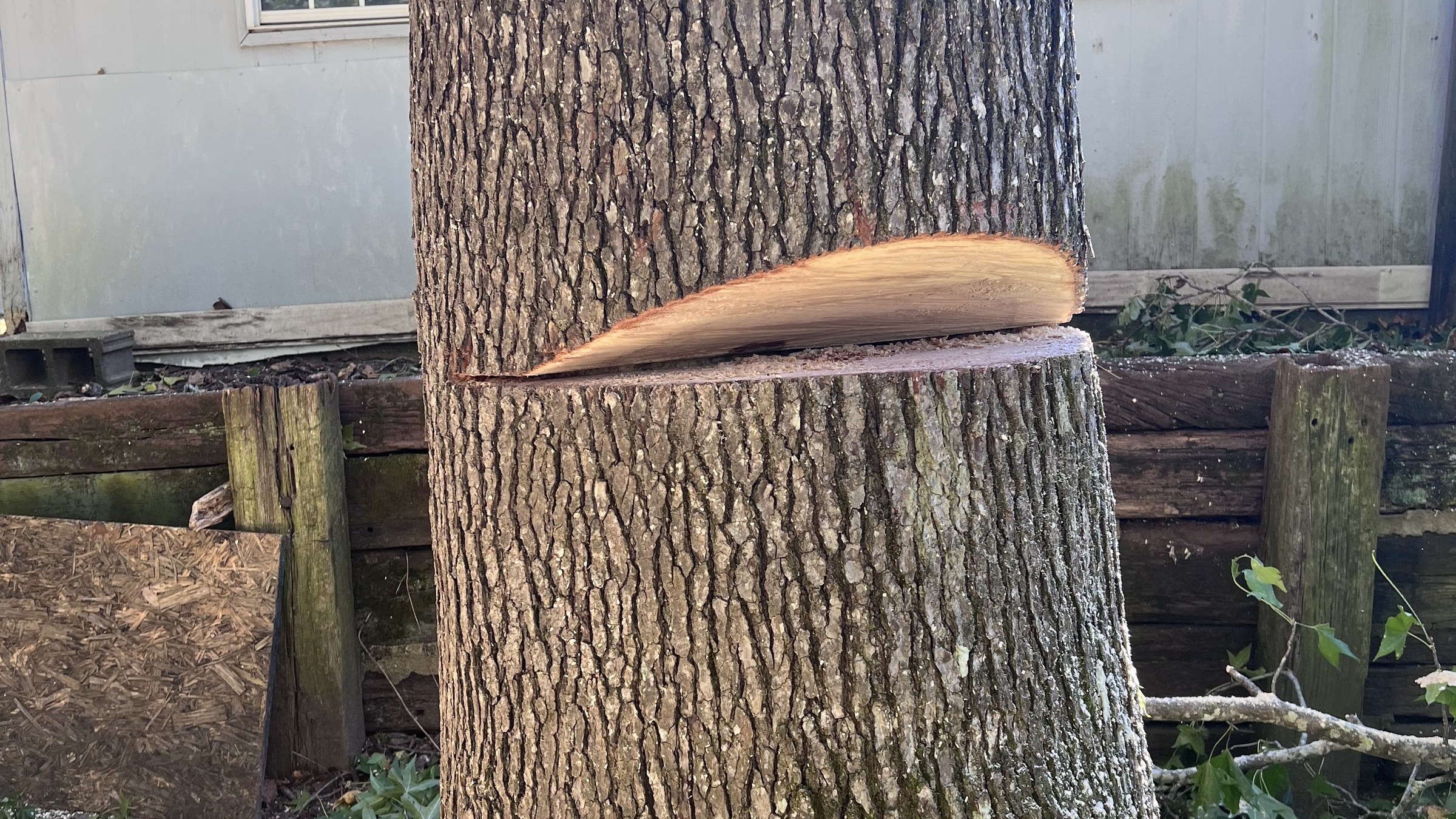A large trunk cut cleanly through on a real All About Trees removal