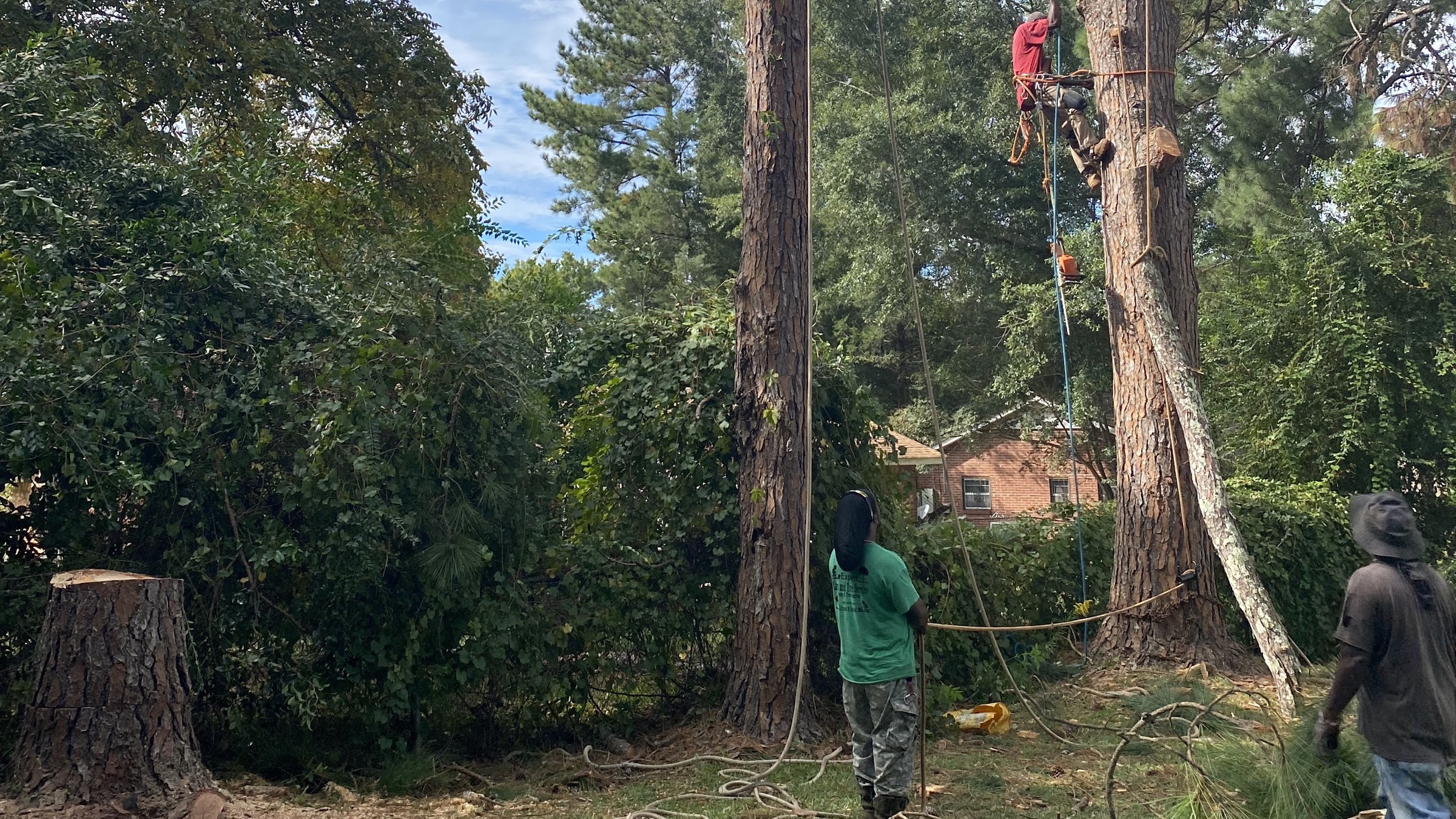 An All About Trees climber roped up a tall pine while the crew work the ropes from the ground beside a freshly cut stump