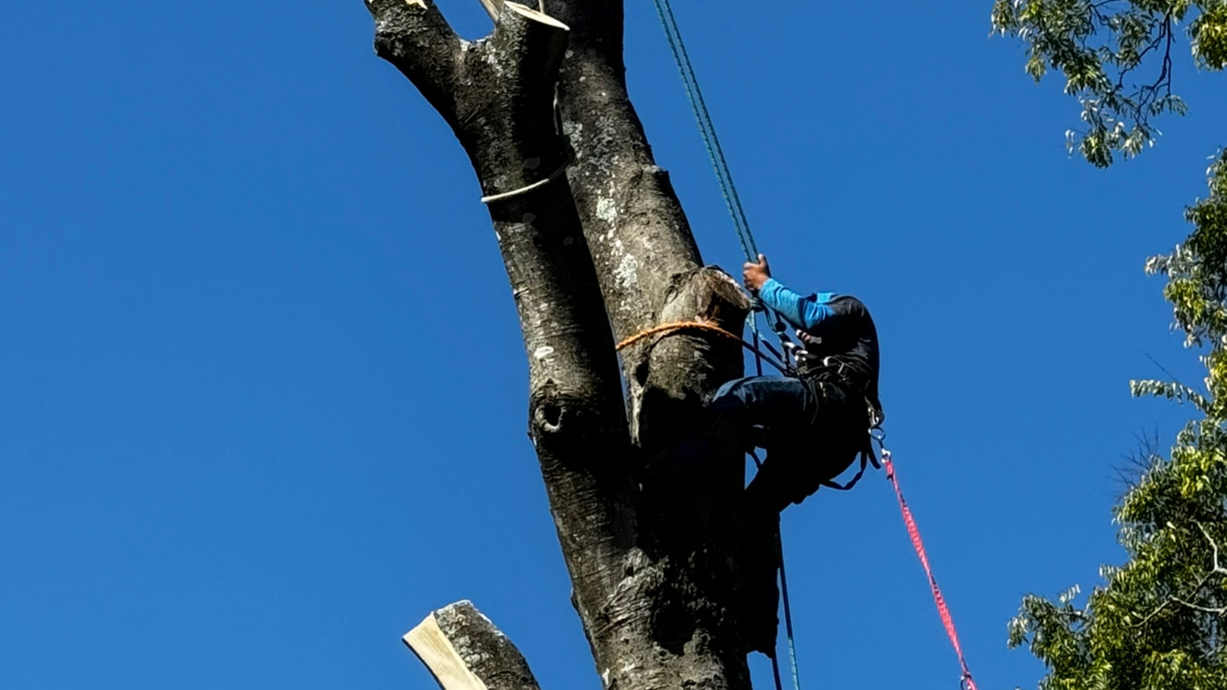An All About Trees climber roped high in a tall tree against a clear blue sky
