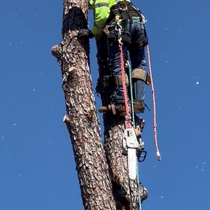 An All About Trees climber roped high on a trunk on a real job
