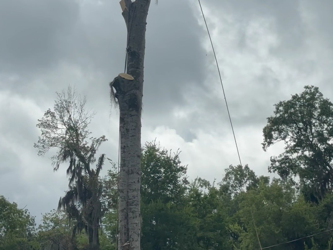 A tall trunk being taken down in sections on an All About Trees removal