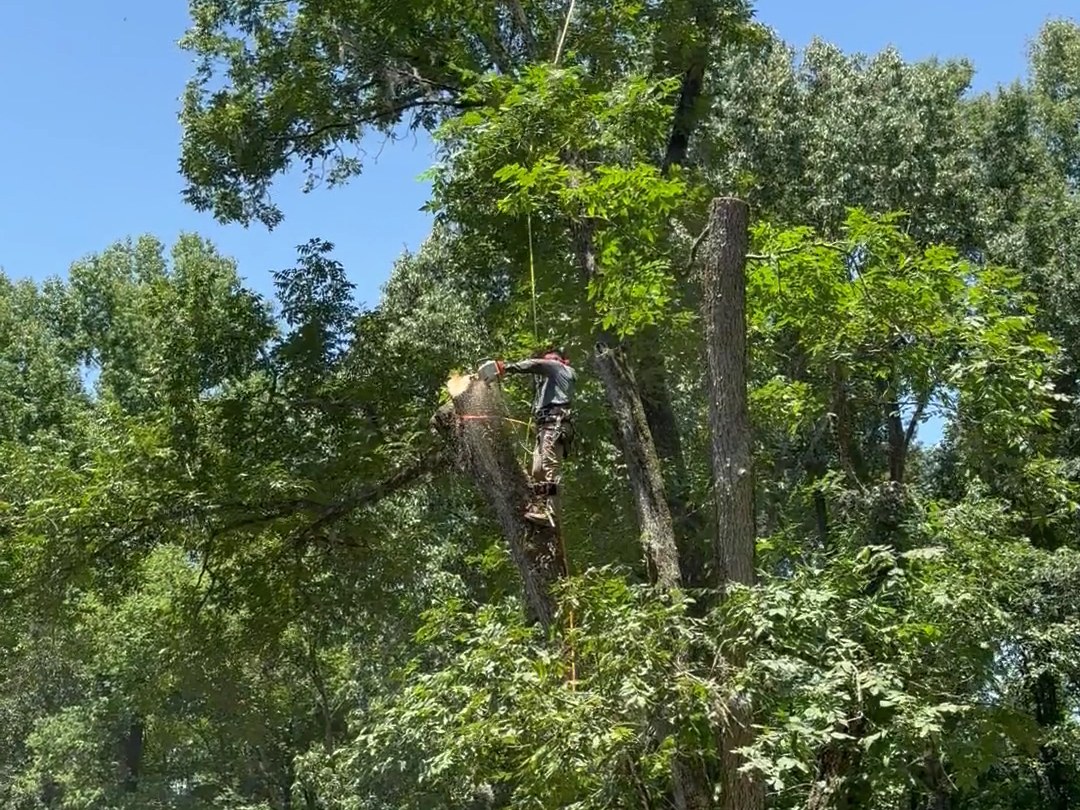 An All About Trees climber pruning high limbs from a tall tree