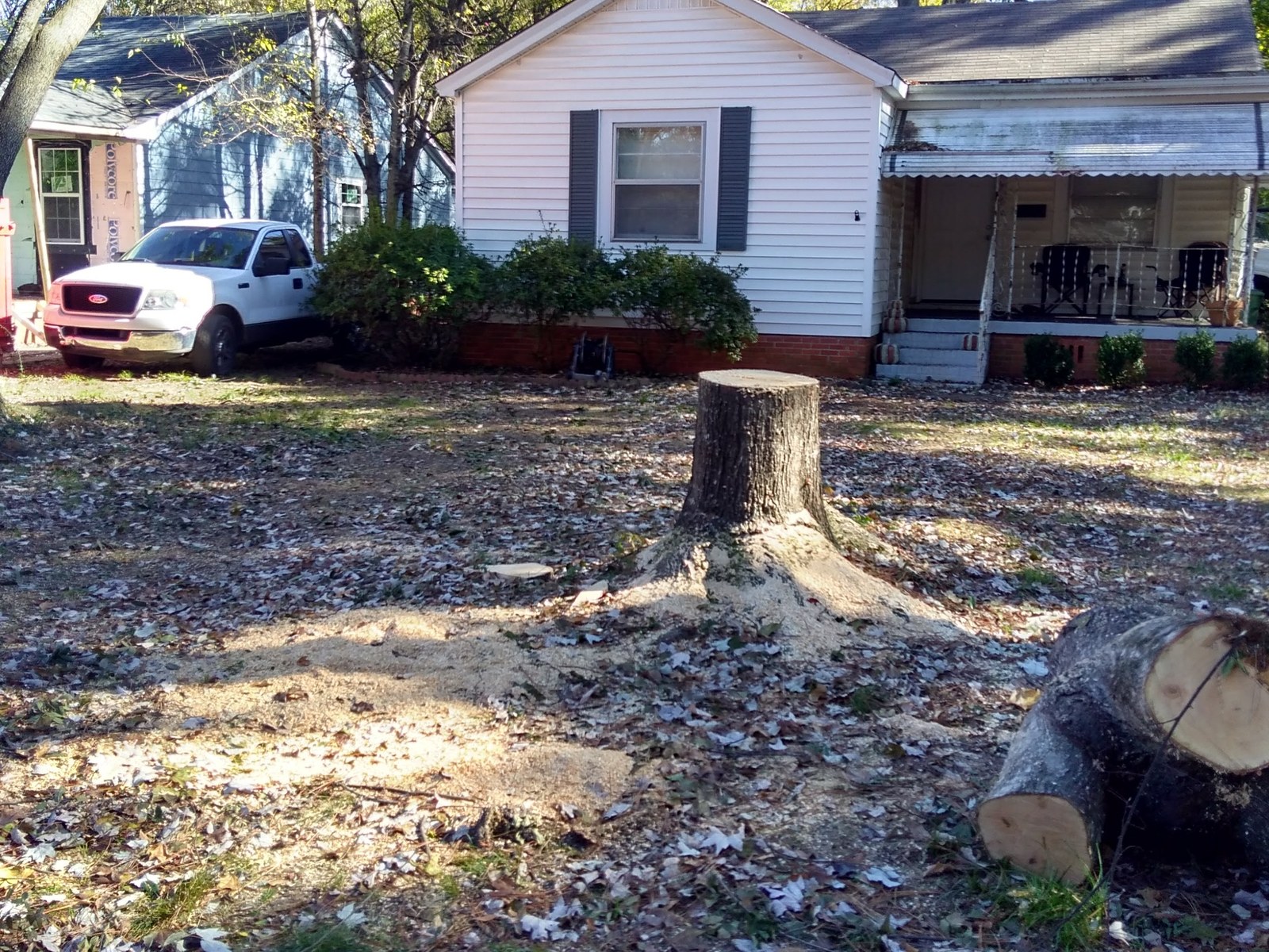 A large stump cut low in a front yard, ready for grinding
