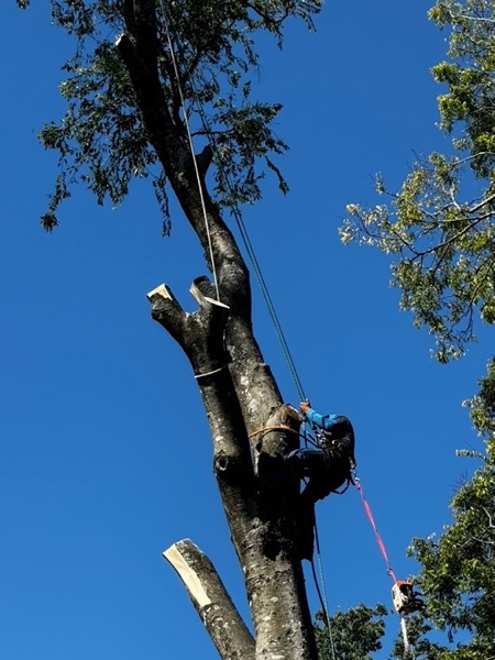 An All About Trees climber roped high in a tall tree, taking it down in sections
