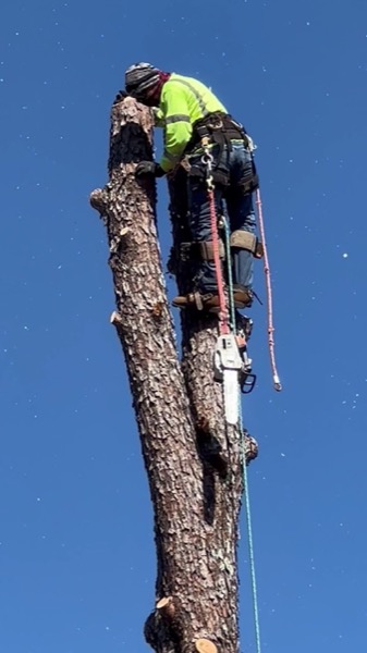 A climber working near the top of a bare trunk with rigging lines set