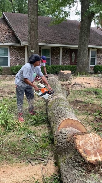 A crew member cutting a big felled trunk into rounds with a chainsaw