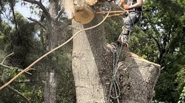 A freshly cut limb roped off high in the canopy