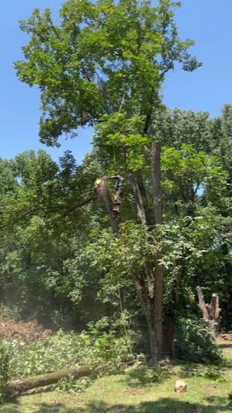 A tall tree being worked from the top down against a blue sky