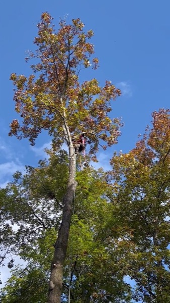 A climber working high in an oak in full autumn colour