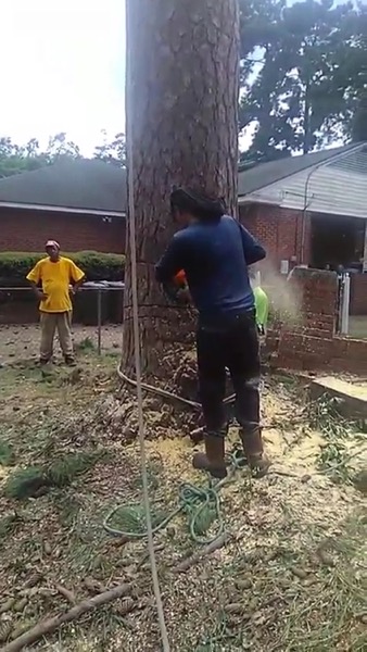 Two of the crew working at the base of a large tree