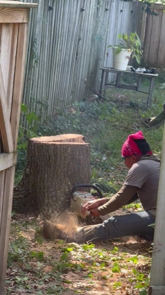 A crew member cutting a large stump down close to the ground