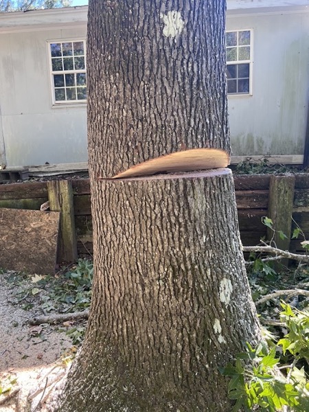 A large trunk cut cleanly through beside a house