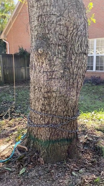 A large trunk rigged with rope, ready to be brought down in sections