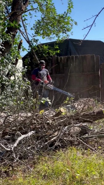 The crew cutting at the base of a tree with the sawdust flying