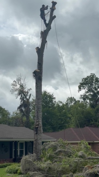A tall trunk being taken down section by section under a grey sky
