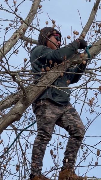 A climber roped into the bare canopy of a large tree