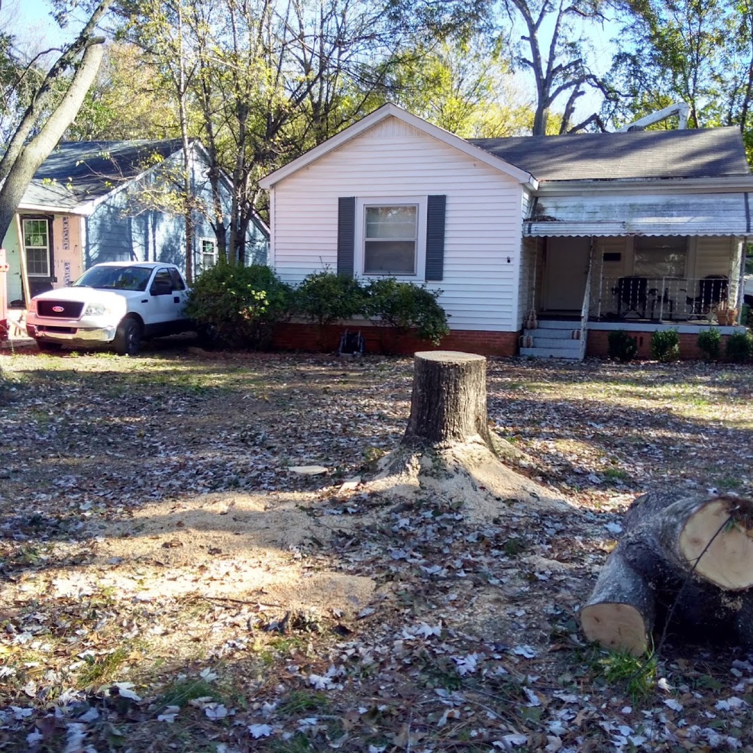 A large stump cut low in a front yard, with the cut rounds beside it