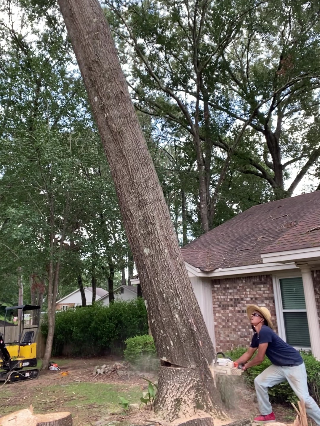 A crew member making the felling cut at the base of a large leaning trunk beside a brick house